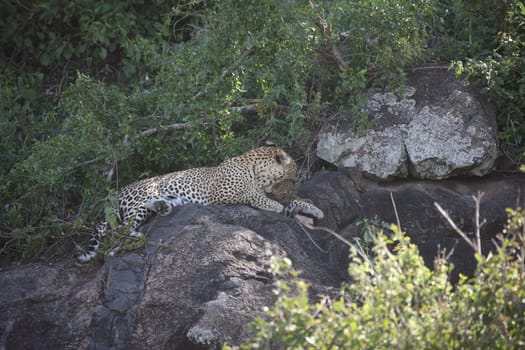 Leopard Kenya Africa savannah wild animal cat mammal