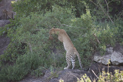Leopard Kenya Africa savannah wild animal cat mammal