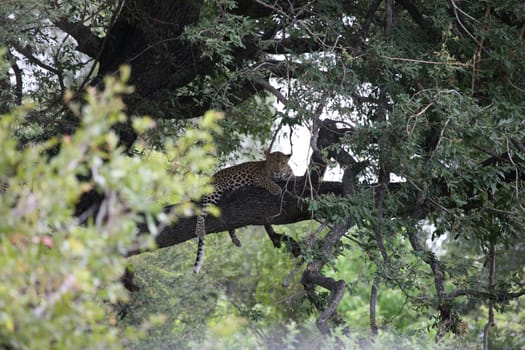 Leopard Kenya Africa savannah wild animal cat mammal