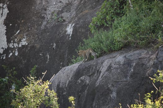 Leopard Kenya Africa savannah wild animal cat mammal