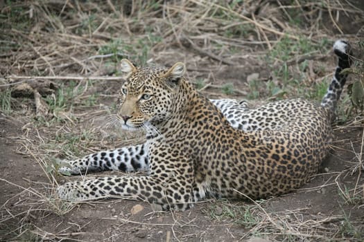 Leopard Kenya Africa savannah wild animal cat mammal