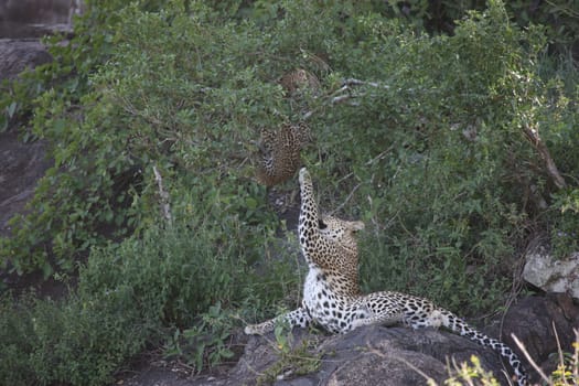 Leopard Kenya Africa savannah wild animal cat mammal