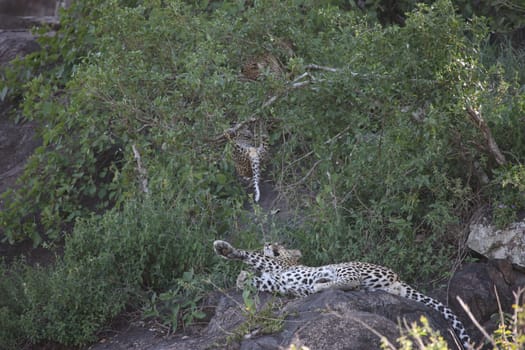 Leopard Kenya Africa savannah wild animal cat mammal