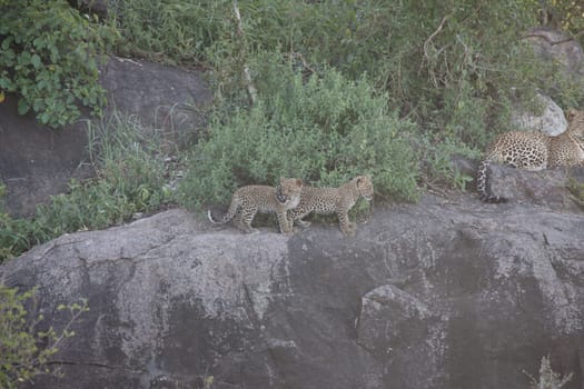 Leopard Kenya Africa savannah wild animal cat mammal