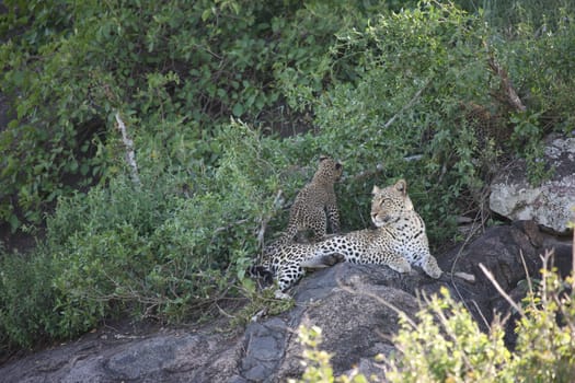 Leopard Kenya Africa savannah wild animal cat mammal