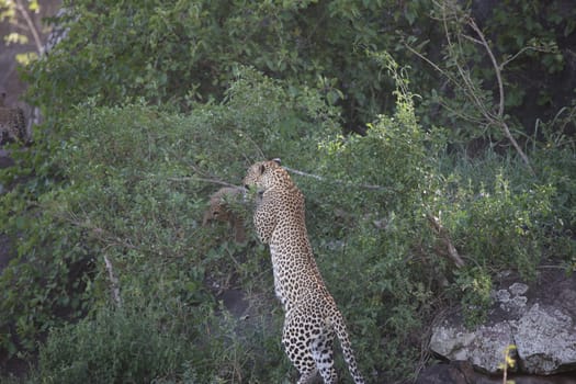 Leopard Kenya Africa savannah wild animal cat mammal