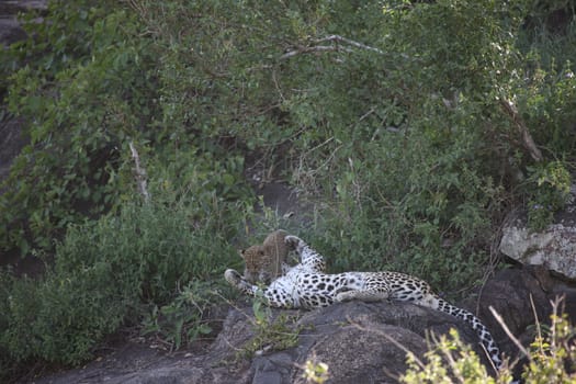 Leopard Kenya Africa savannah wild animal cat mammal