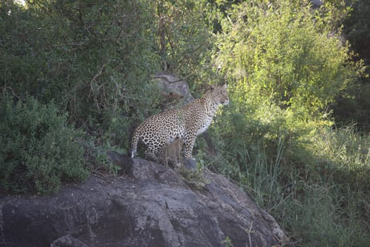 Leopard Kenya Africa savannah wild animal cat mammal