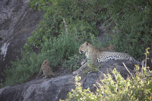 Leopard Kenya Africa savannah wild animal cat mammal