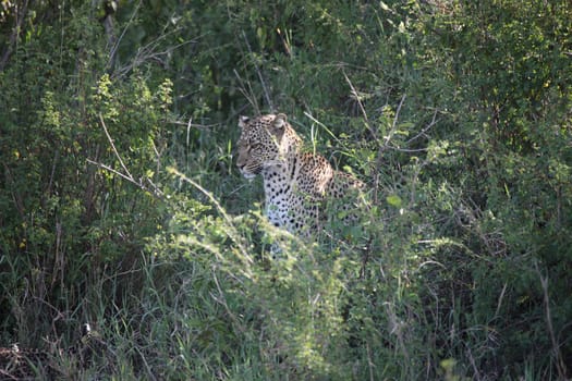 Leopard Kenya Africa savannah wild animal cat mammal