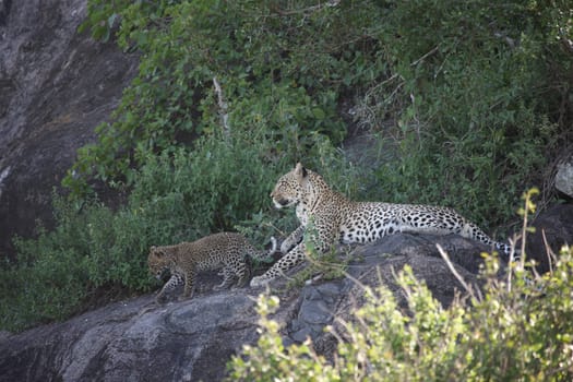 Leopard Kenya Africa savannah wild animal cat mammal
