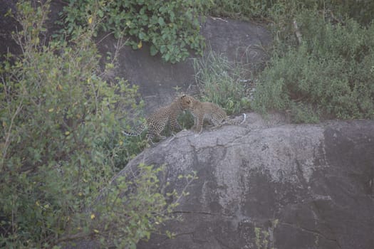 Leopard Kenya Africa savannah wild animal cat mammal