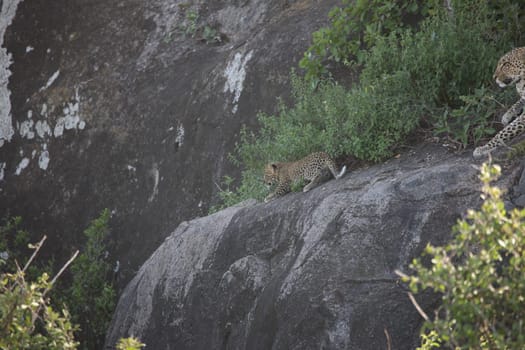 Leopard Kenya Africa savannah wild animal cat mammal