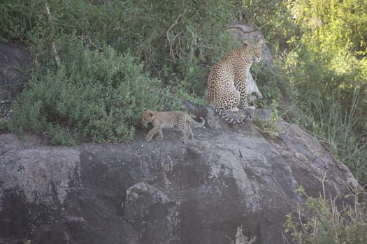 Leopard Kenya Africa savannah wild animal cat mammal