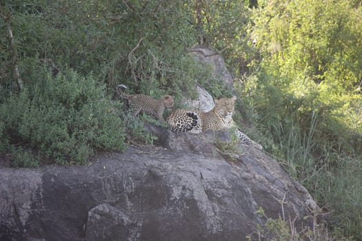 Leopard Kenya Africa savannah wild animal cat mammal
