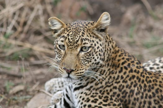 Leopard Kenya Africa savannah wild animal cat mammal