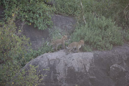 Leopard Kenya Africa savannah wild animal cat mammal