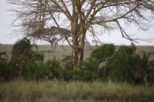 Leopard Kenya Africa savannah wild animal cat mammal