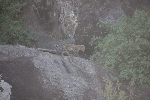 Leopard Kenya Africa savannah wild animal cat mammal