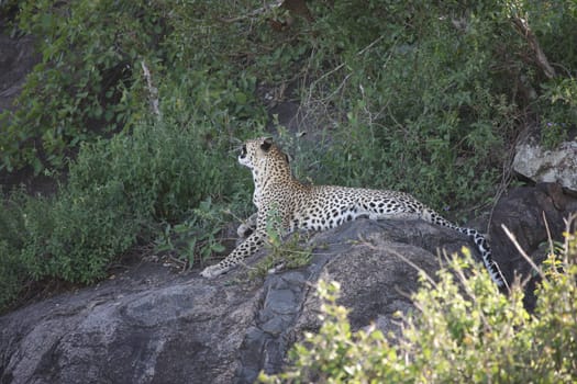 Leopard Kenya Africa savannah wild animal cat mammal