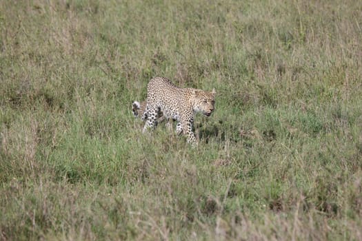 Leopard Kenya Africa savannah wild animal cat mammal