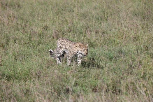 Leopard Kenya Africa savannah wild animal cat mammal