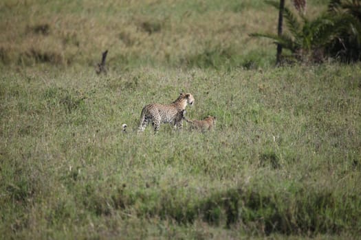 Leopard Kenya Africa savannah wild animal cat mammal