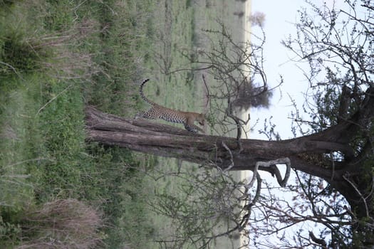 Leopard Kenya Africa savannah wild animal cat mammal