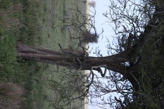Leopard Kenya Africa savannah wild animal cat mammal
