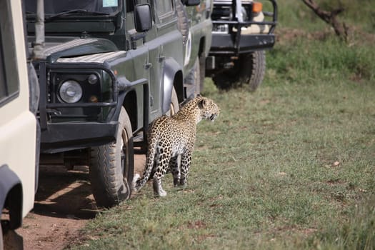 Leopard Kenya Africa savannah wild animal cat mammal