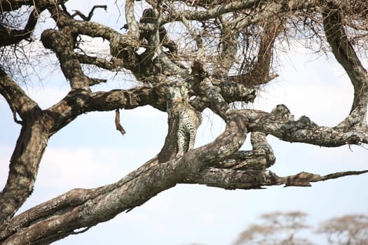 Leopard Kenya Africa savannah wild animal cat mammal