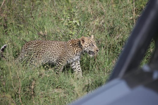 Leopard Kenya Africa savannah wild animal cat mammal