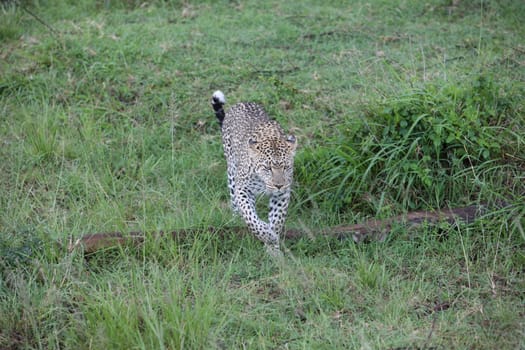 Leopard Kenya Africa savannah wild animal cat mammal