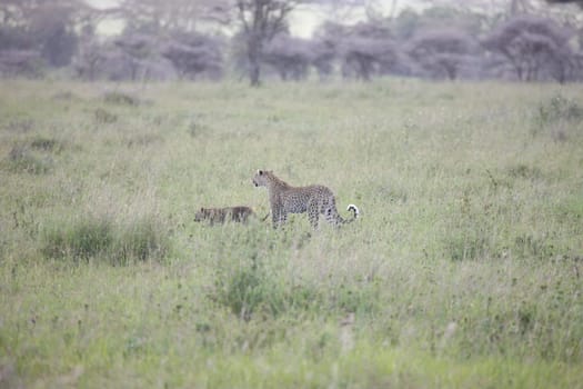 Leopard Kenya Africa savannah wild animal cat mammal