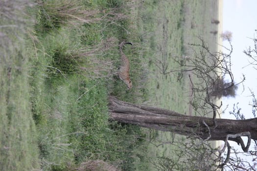 Leopard Kenya Africa savannah wild animal cat mammal