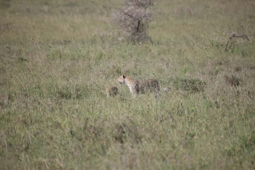 Leopard Kenya Africa savannah wild animal cat mammal