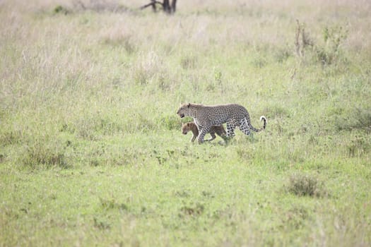 Leopard Kenya Africa savannah wild animal cat mammal