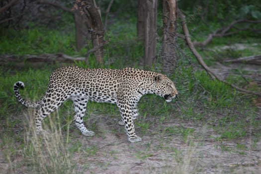 Leopard Kenya Africa savannah wild animal cat mammal