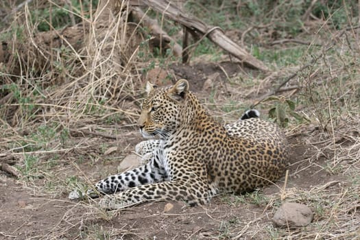 Leopard Kenya Africa savannah wild animal cat mammal