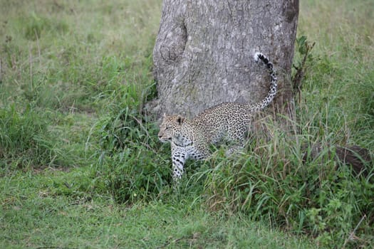Leopard Kenya Africa savannah wild animal cat mammal