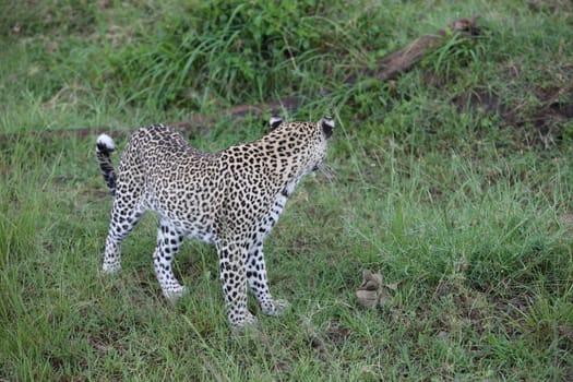 Leopard Kenya Africa savannah wild animal cat mammal