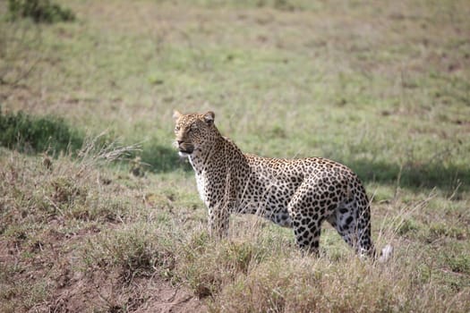 Leopard Kenya Africa savannah wild animal cat mammal