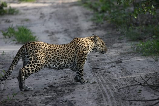 Leopard Kenya Africa savannah wild animal cat mammal