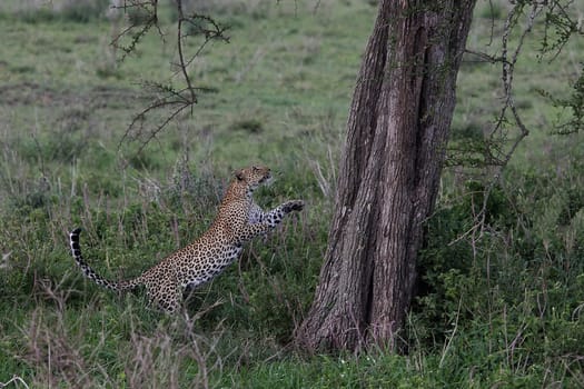 Leopard Kenya Africa savannah wild animal cat mammal