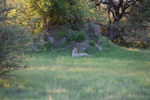 Leopard Kenya Africa savannah wild animal cat mammal