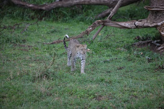 Leopard Kenya Africa savannah wild animal cat mammal