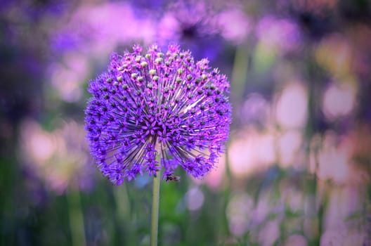 Allium
