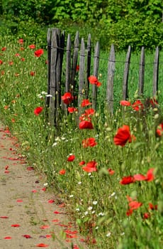 Poppies on the garden fence