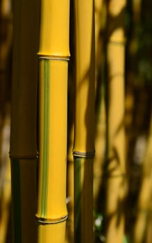 Bamboo