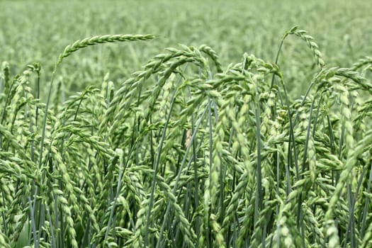 field of corn, spelt, crop